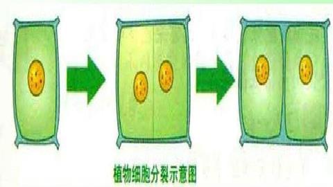 图片植物细胞分裂过程示意图