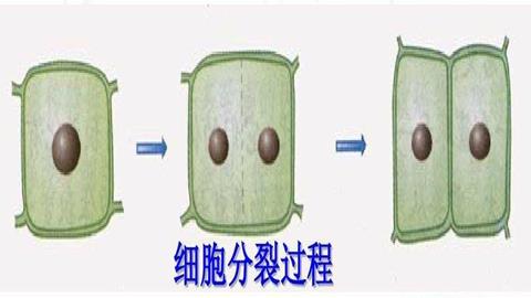 图片植物细胞分裂过程示意图