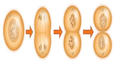 图片植物细胞分裂过程示意图