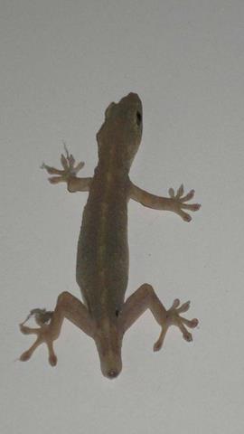 图片壁虎在受到攻击时断尾自保