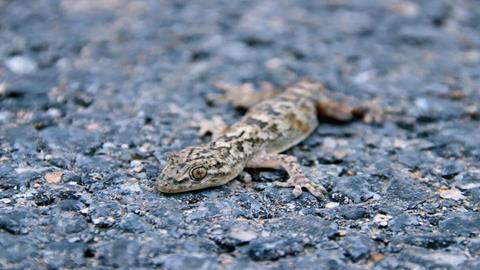 图片壁虎在受到攻击时断尾自保