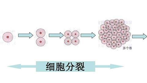 图片动物细胞分裂过程示意图