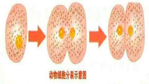 图片动物细胞分裂过程示意图