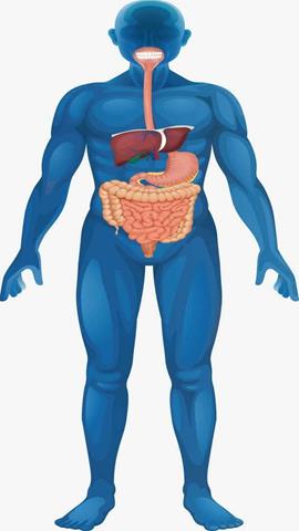 图片人体消化系统