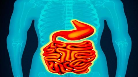 图片人体消化系统