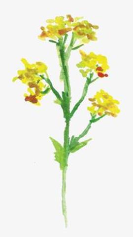 图片油菜植株