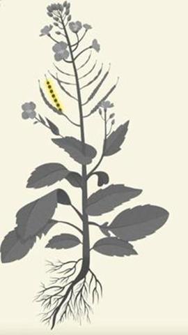 图片油菜植株