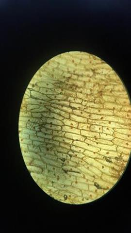 图片植物的几种组织