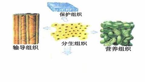 图片植物的几种组织