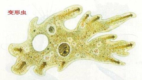 图片变形虫