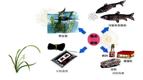 图片藻类植物的作用