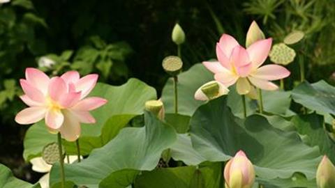 图片莲花