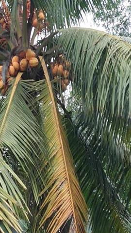 图片椰子
