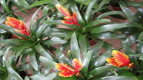 图片银线鸟巢凤梨