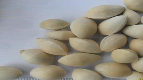 图片银杏的种子