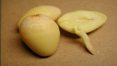 图片银杏的种子