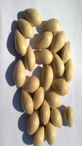 图片银杏的种子