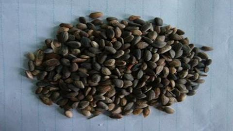 图片油松的种子