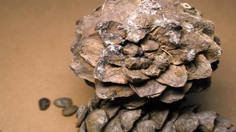 图片油松的种子