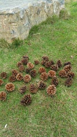 图片油松的种子