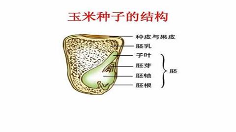 图片玉米的种子