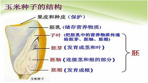 图片玉米的种子