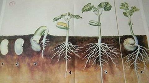 图片菜豆种子萌发过程简图