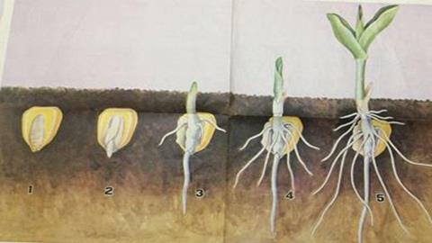 图片玉米种子萌发过程简图