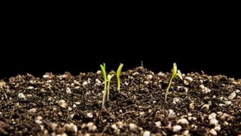 图片种子萌发