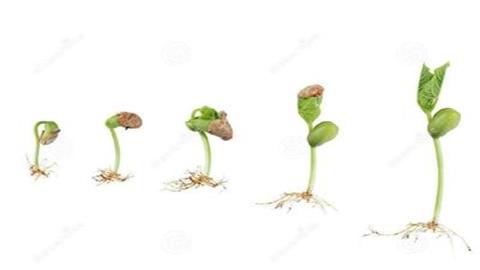 图片种子萌发过程简图