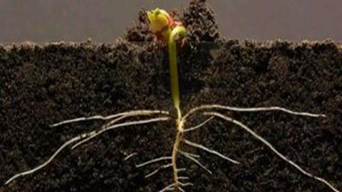 图片种子萌发过程简图