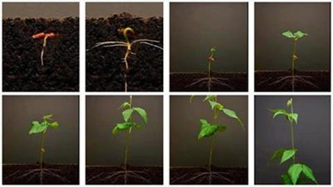 图片种子萌发过程简图