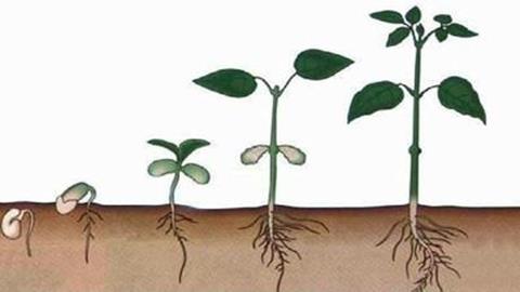 图片种子萌发过程简图
