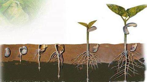 图片种子萌发过程简图