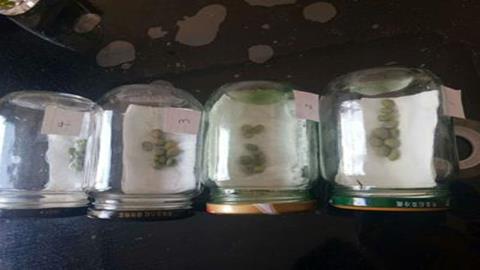 图片种子萌发实验装置