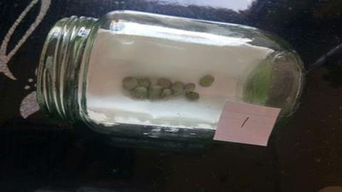 图片种子萌发实验装置