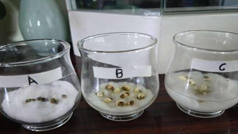 图片种子萌发实验装置