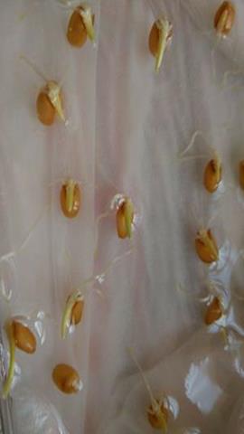 图片测定小麦种子的发芽率