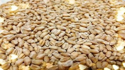 图片测定小麦种子的发芽率