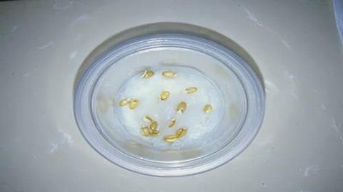 图片测定小麦种子的发芽率