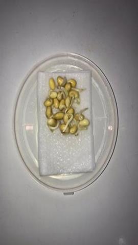 图片测定小麦种子的发芽率