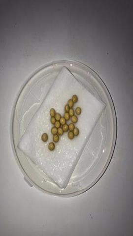 图片测定小麦种子的发芽率