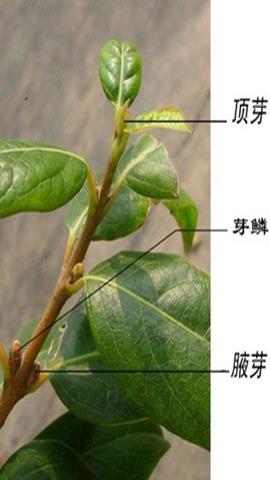 图片杨树的顶芽和侧芽