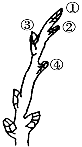 图片杨树的顶芽和侧芽