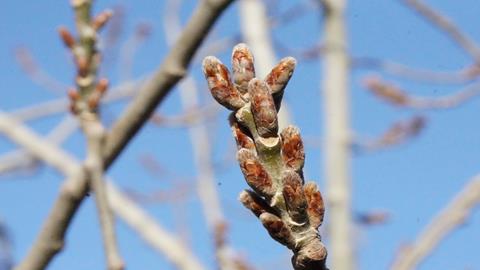 图片杨树的顶芽和侧芽