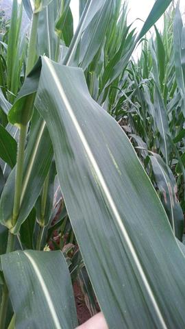 图片正常叶片和缺少氮磷钾的玉米叶片