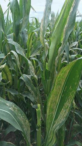 图片正常叶片和缺少氮磷钾的玉米叶片