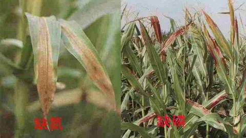 图片正常叶片和缺少氮磷钾的玉米叶片