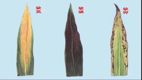 图片正常叶片和缺少氮磷钾的玉米叶片