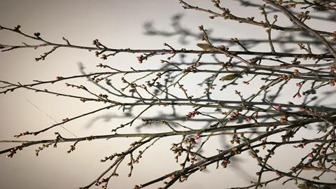 图片叶芽变为枝条